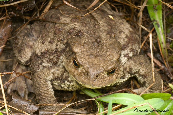 gigante da identificare - Bufo bufo